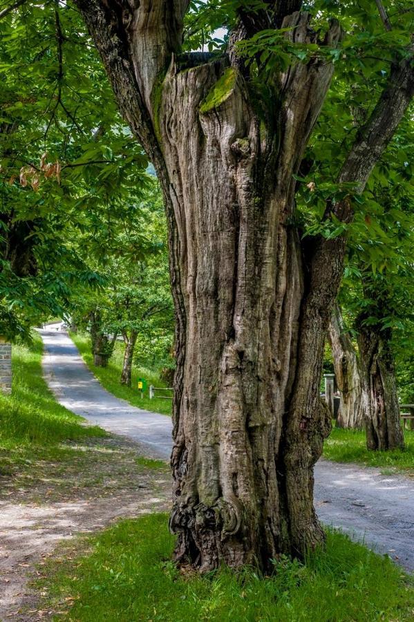 Grotto Zendralli Roveredo Екстер'єр фото